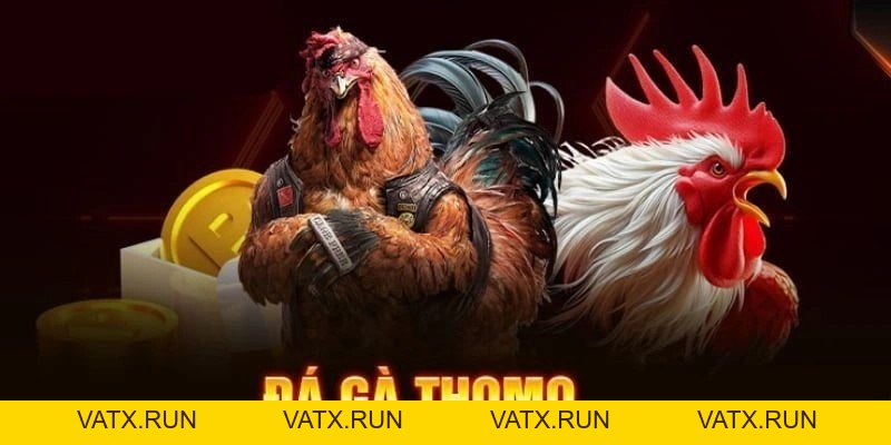 Đá Gà Thomo - Các Hình Thức Đặt Cược Phổ Biến Tại J88 - VATX