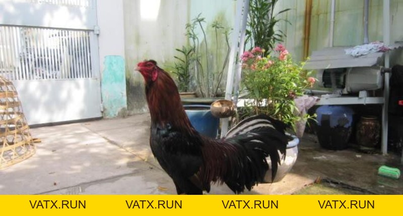Đá Gà J88 – Trải Nghiệm Cực Đã và Cách Cược Thắng Lớn - VATX