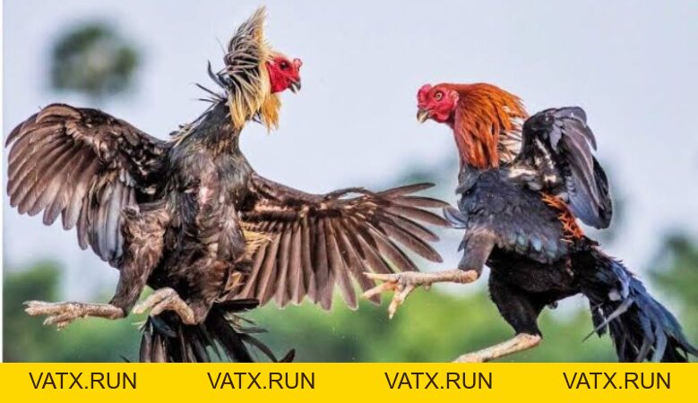 Gà Linh Kê Là Gì Và Những Loại Linh Kê Thần Kê Quý Hiếm - VATX