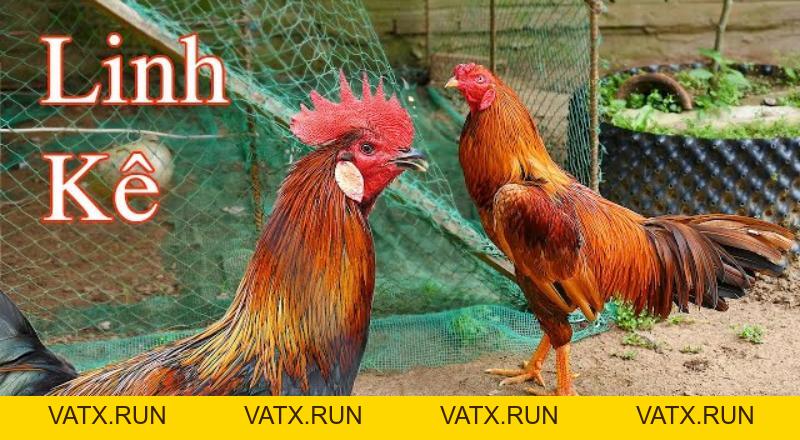 Gà Linh Kê Là Gì Và Những Loại Linh Kê Thần Kê Quý Hiếm - VATX