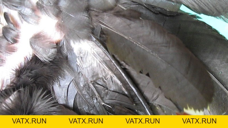 Tìm Hiểu Về Gà Lông Voi Trong Thế Giới Chiến Kê - VATX