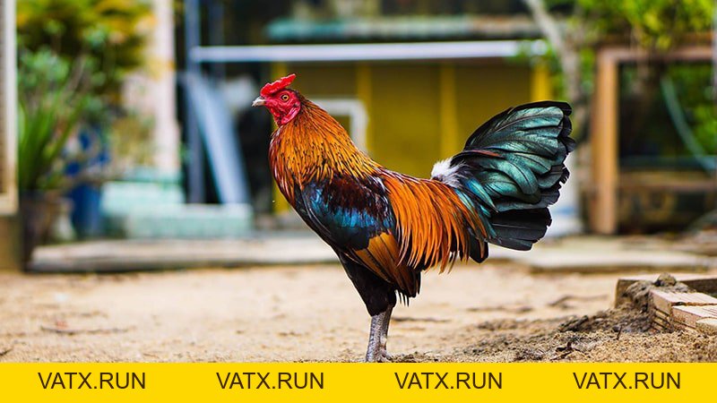 Tìm Hiểu Về Gà Lông Voi Trong Thế Giới Chiến Kê - VATX