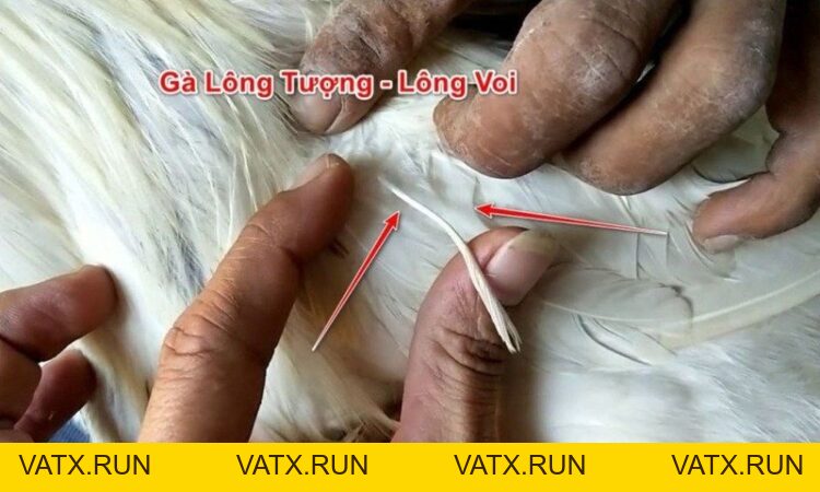 Đá Gà J88 – Trải Nghiệm Cực Đã và Cách Cược Thắng Lớn - VATX
