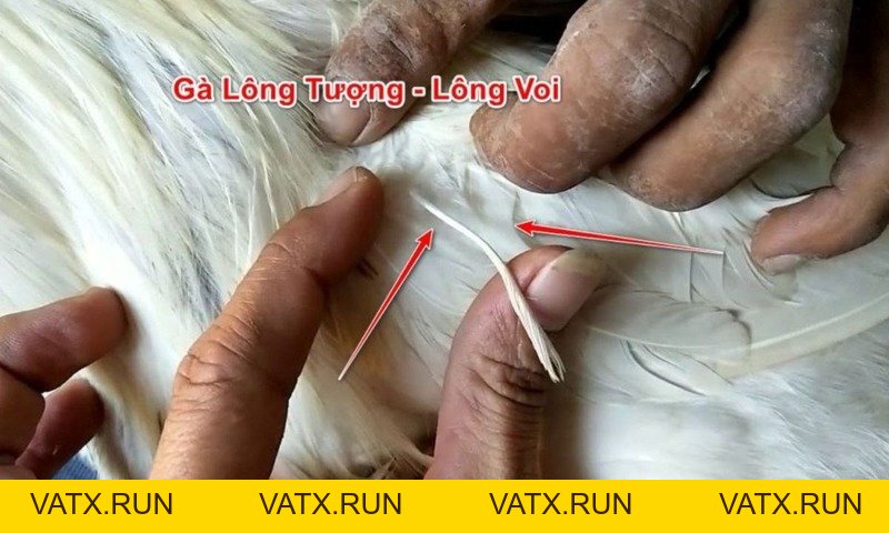 Tìm Hiểu Về Gà Lông Voi Trong Thế Giới Chiến Kê - VATX