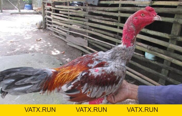 Tìm Hiểu Về Gà Lưỡng Nhãn - Linh Kê Độc Đáo Và Hiếm Có - VATX