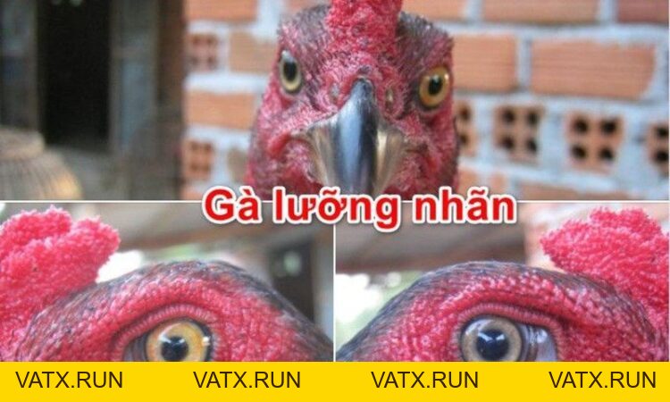Tìm Hiểu Về Gà Lưỡng Nhãn - Linh Kê Độc Đáo Và Hiếm Có - VATX