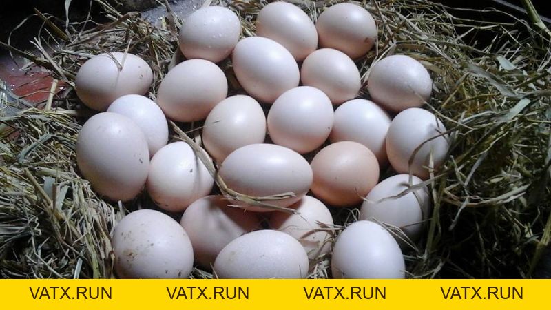 Gà Song Sinh - Chiến Kê Siêu Hiếm Và Đặc Biệt Để Nhận Biết - VATX