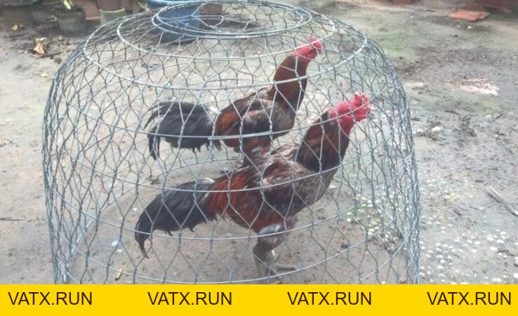 Đá Gà J88 – Trải Nghiệm Cực Đã và Cách Cược Thắng Lớn - VATX