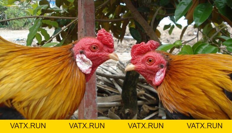 Gà Song Sinh - Chiến Kê Siêu Hiếm Và Đặc Biệt Để Nhận Biết - VATX