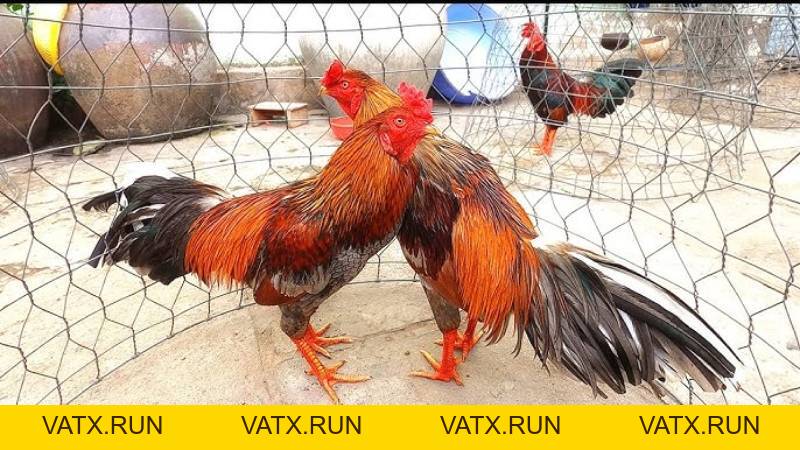Gà Song Sinh - Chiến Kê Siêu Hiếm Và Đặc Biệt Để Nhận Biết - VATX