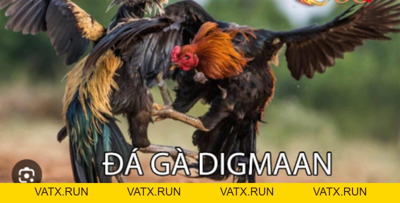 Đá Gà J88 – Trải Nghiệm Cực Đã và Cách Cược Thắng Lớn - VATX